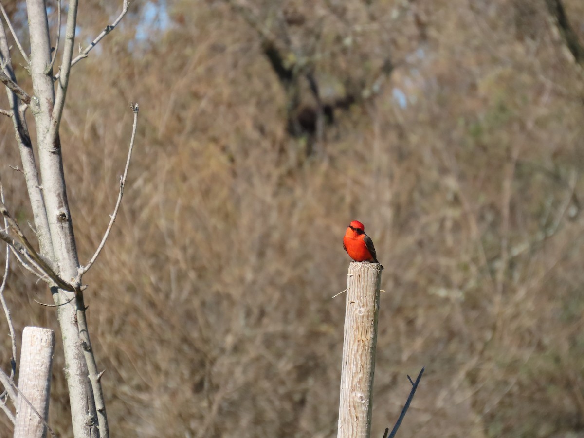 Vermilion Flycatcher - ML646029789