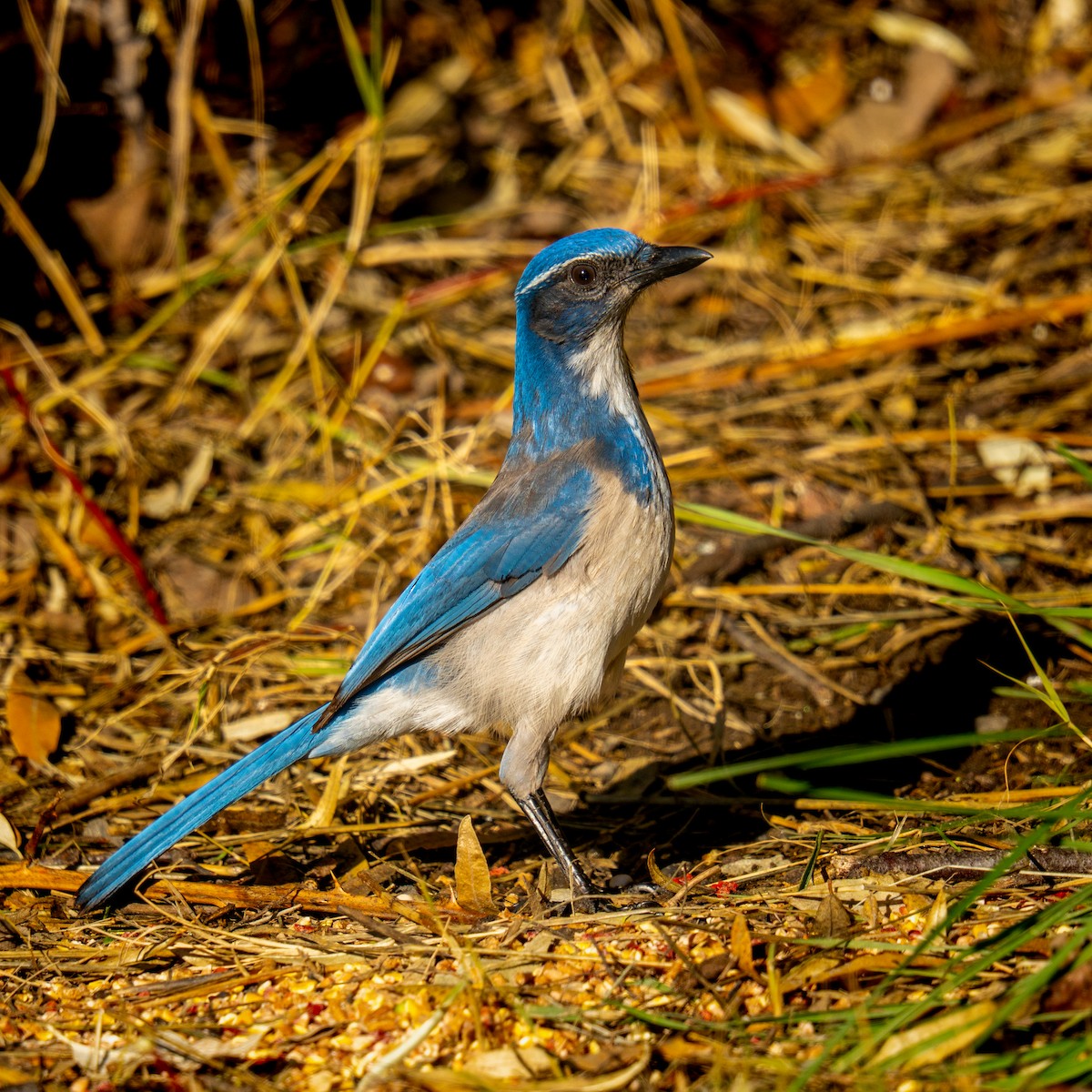 California Scrub-Jay - ML646029791