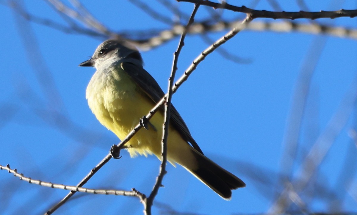 Western Kingbird - ML646029792