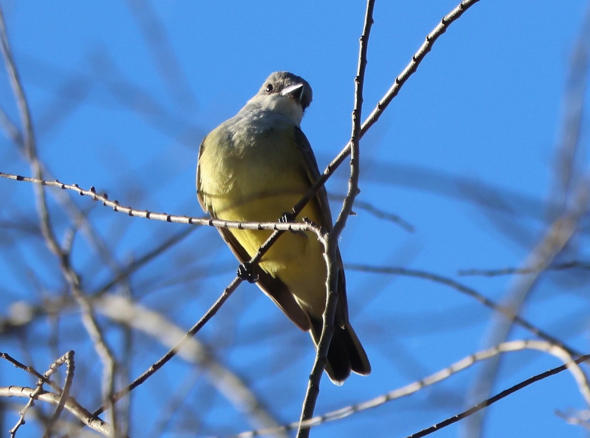 Western Kingbird - ML646029793