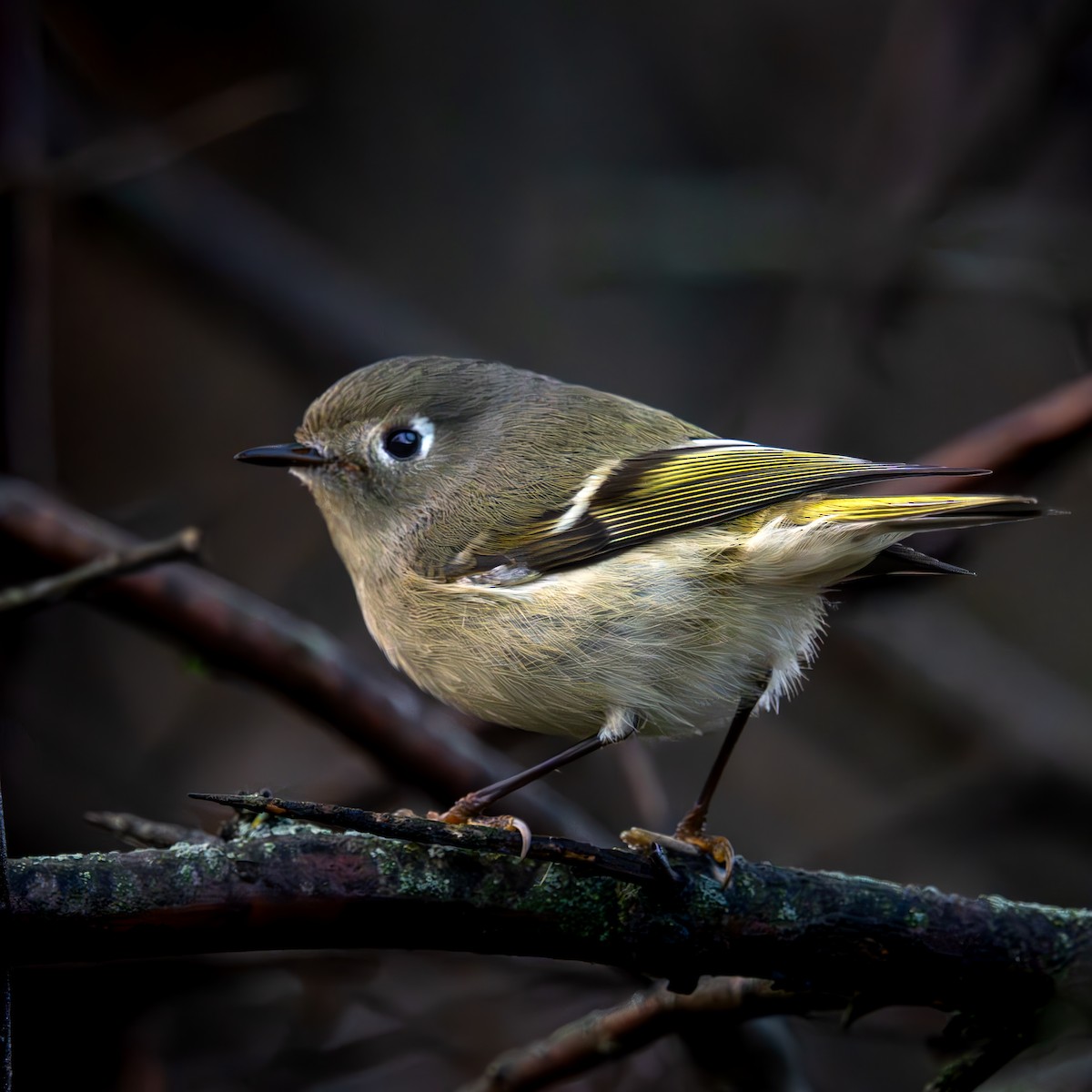 Ruby-crowned Kinglet - ML646029795