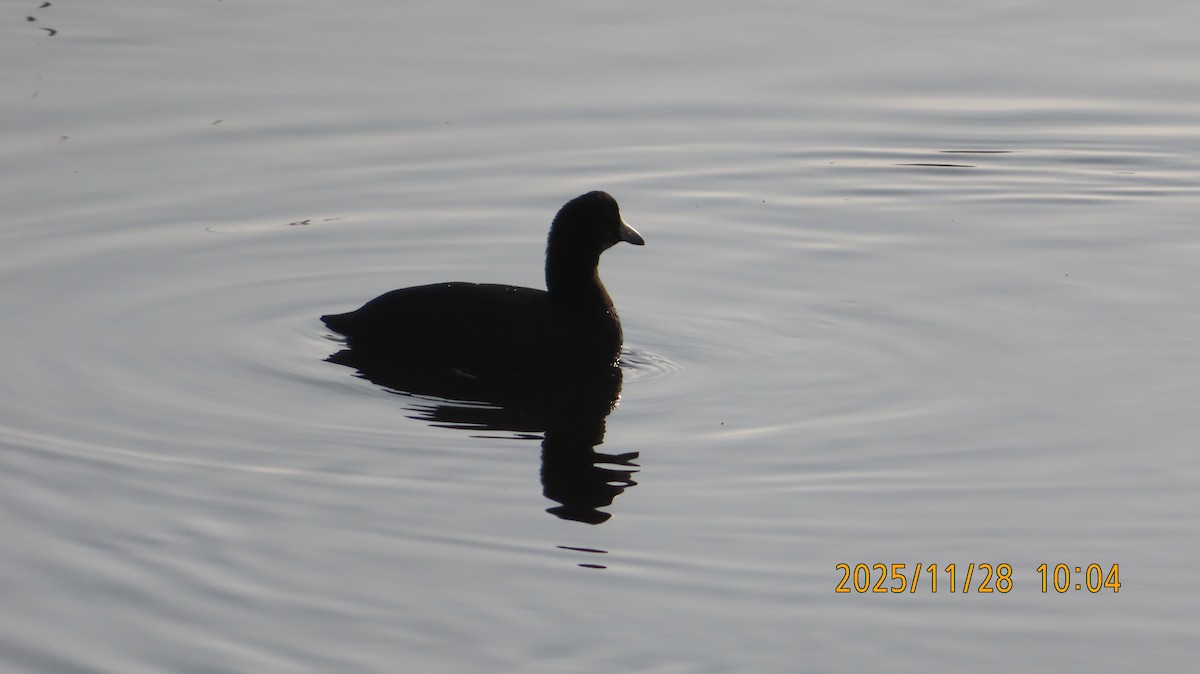 American Coot - ML646029796