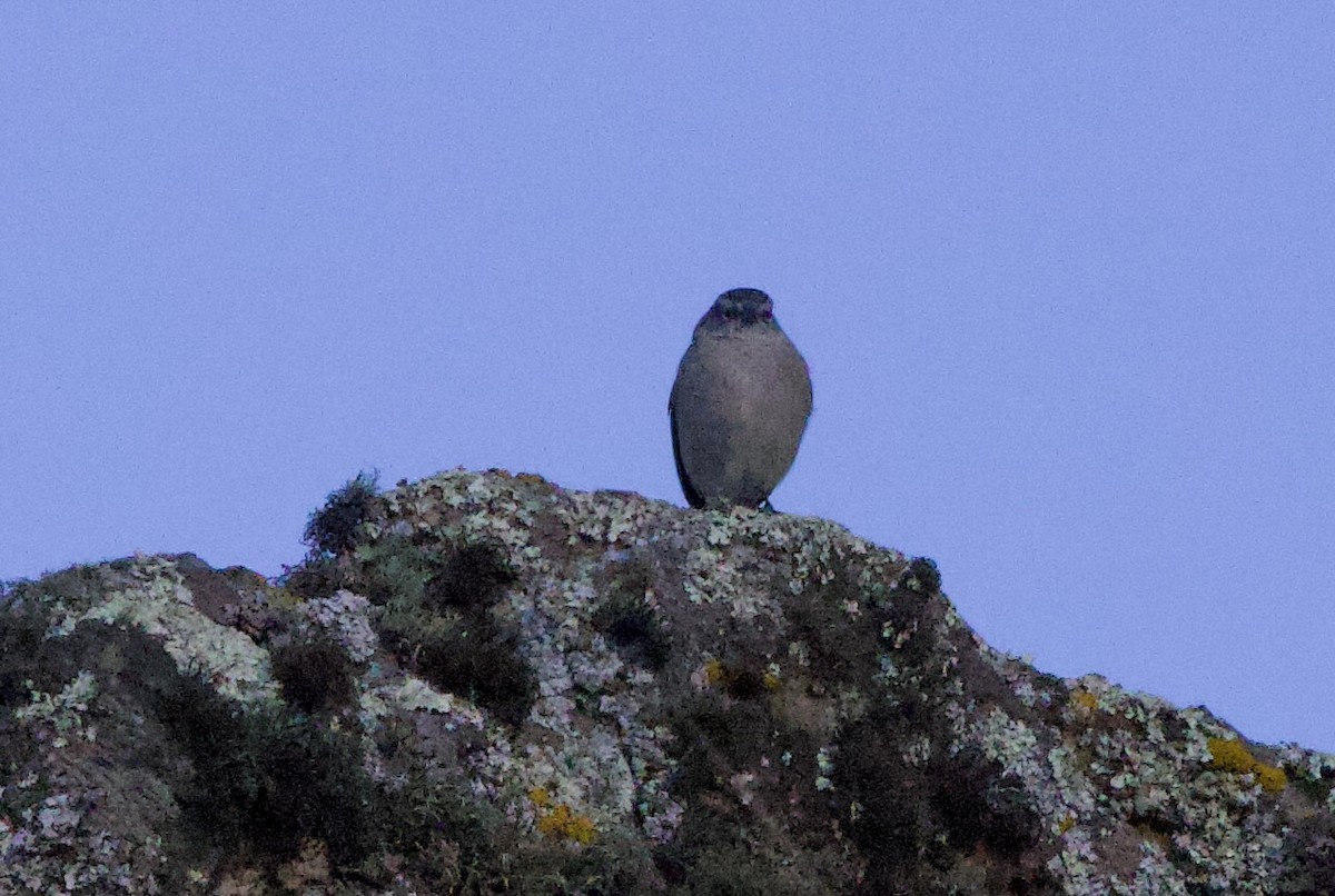 Ash-breasted Sierra Finch - ML646029797