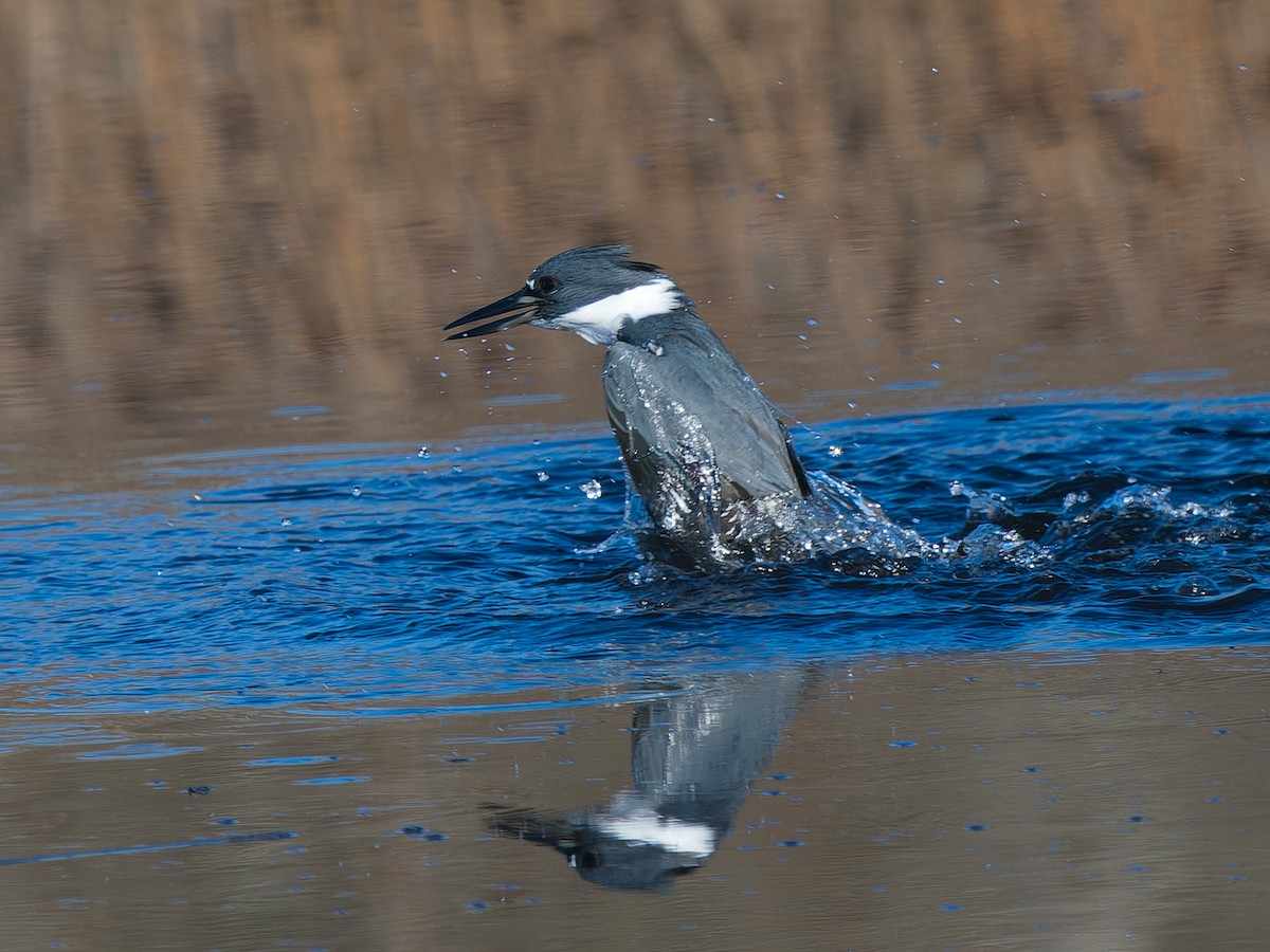 Belted Kingfisher - ML646029798