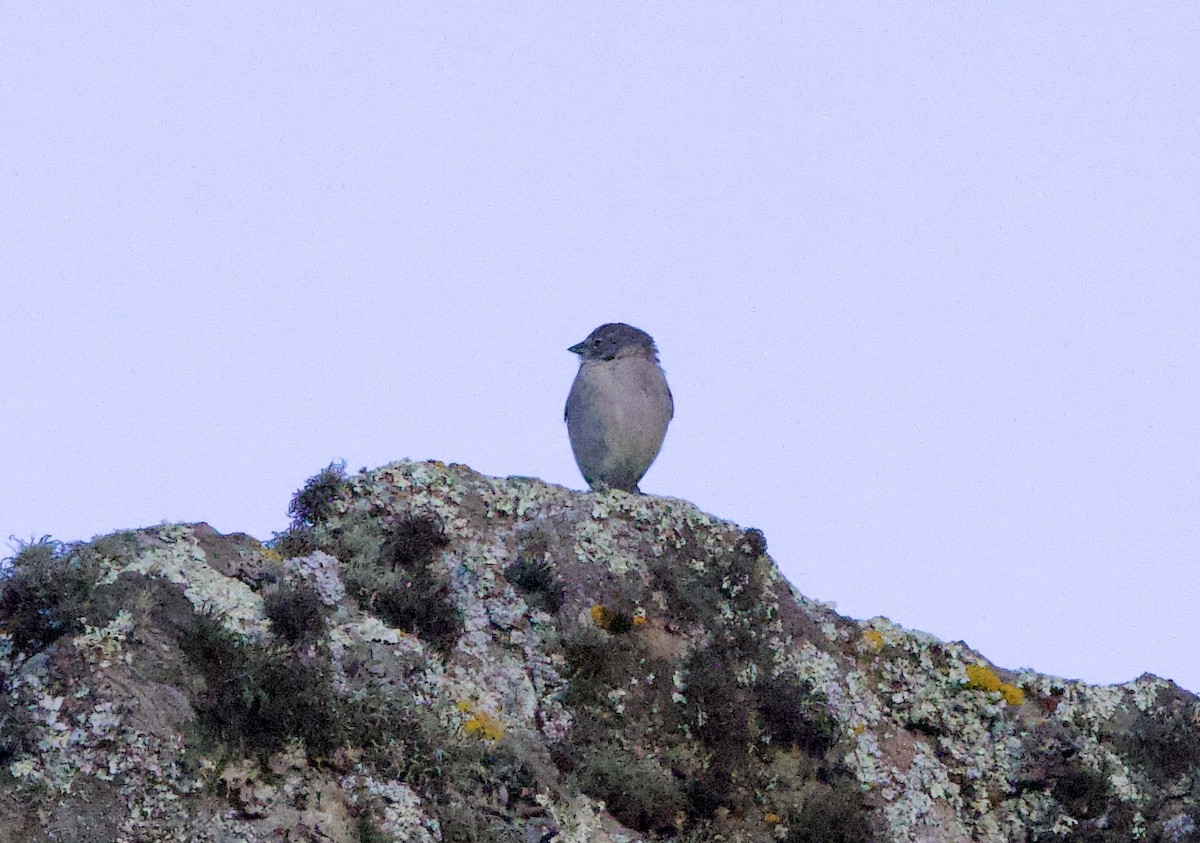 Ash-breasted Sierra Finch - ML646029799