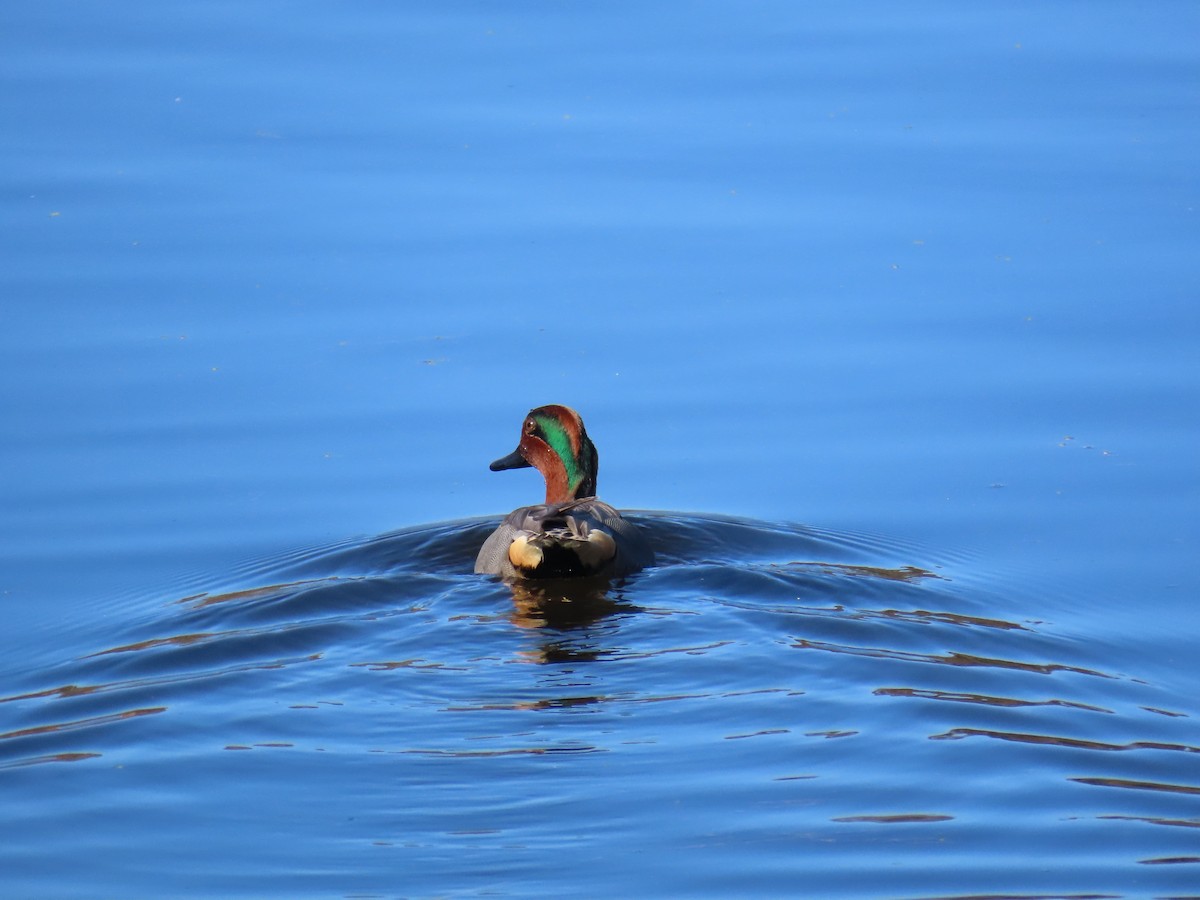 小水鴨 - ML646029800