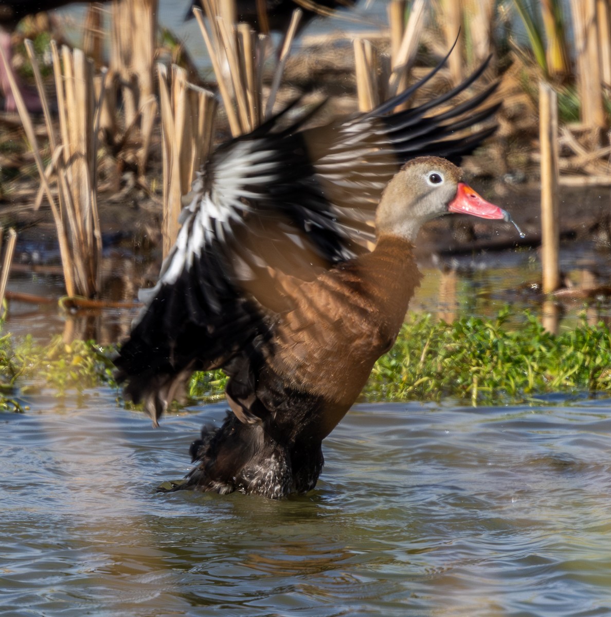 Black-bellied Whistling-Duck - ML646029802