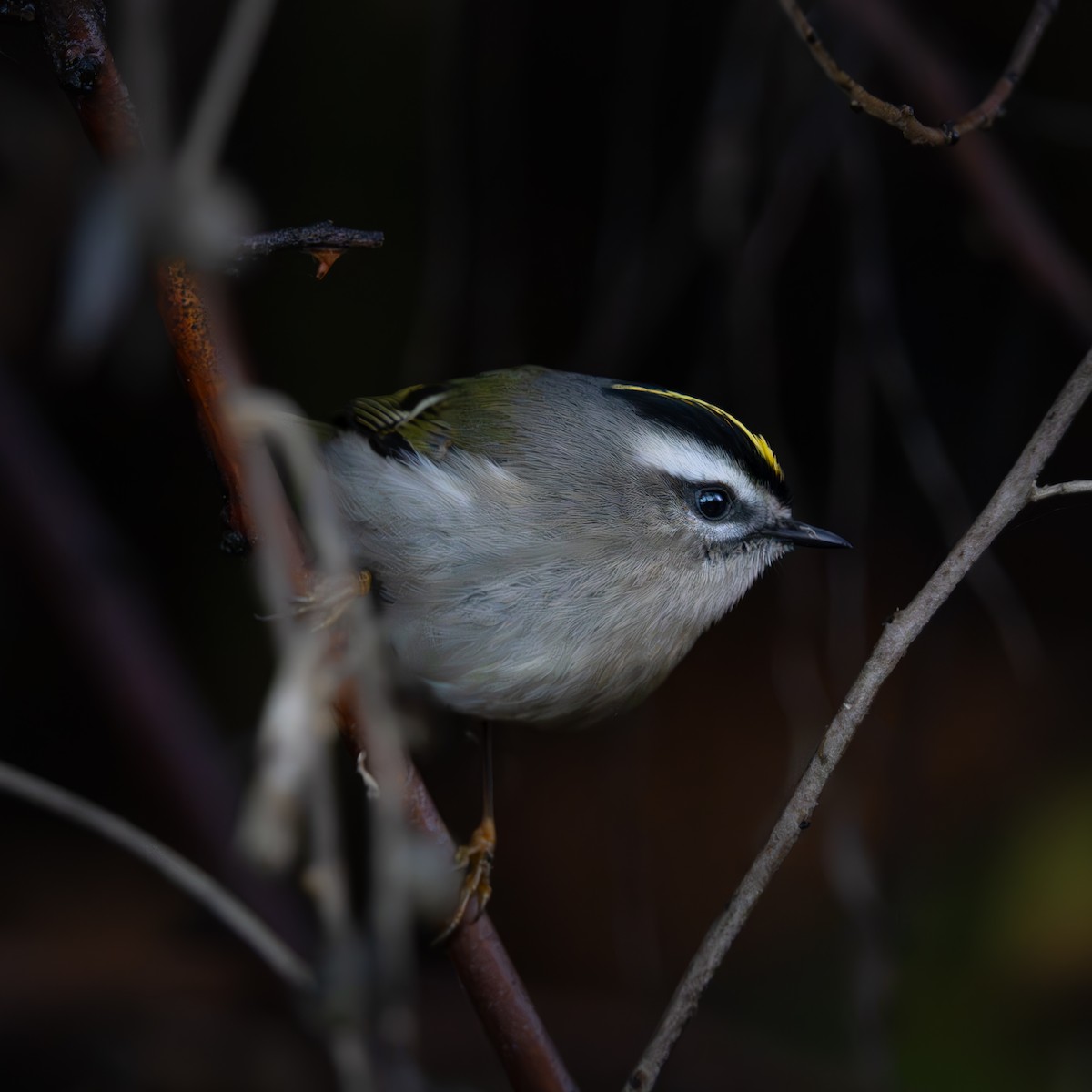 Golden-crowned Kinglet - ML646029803