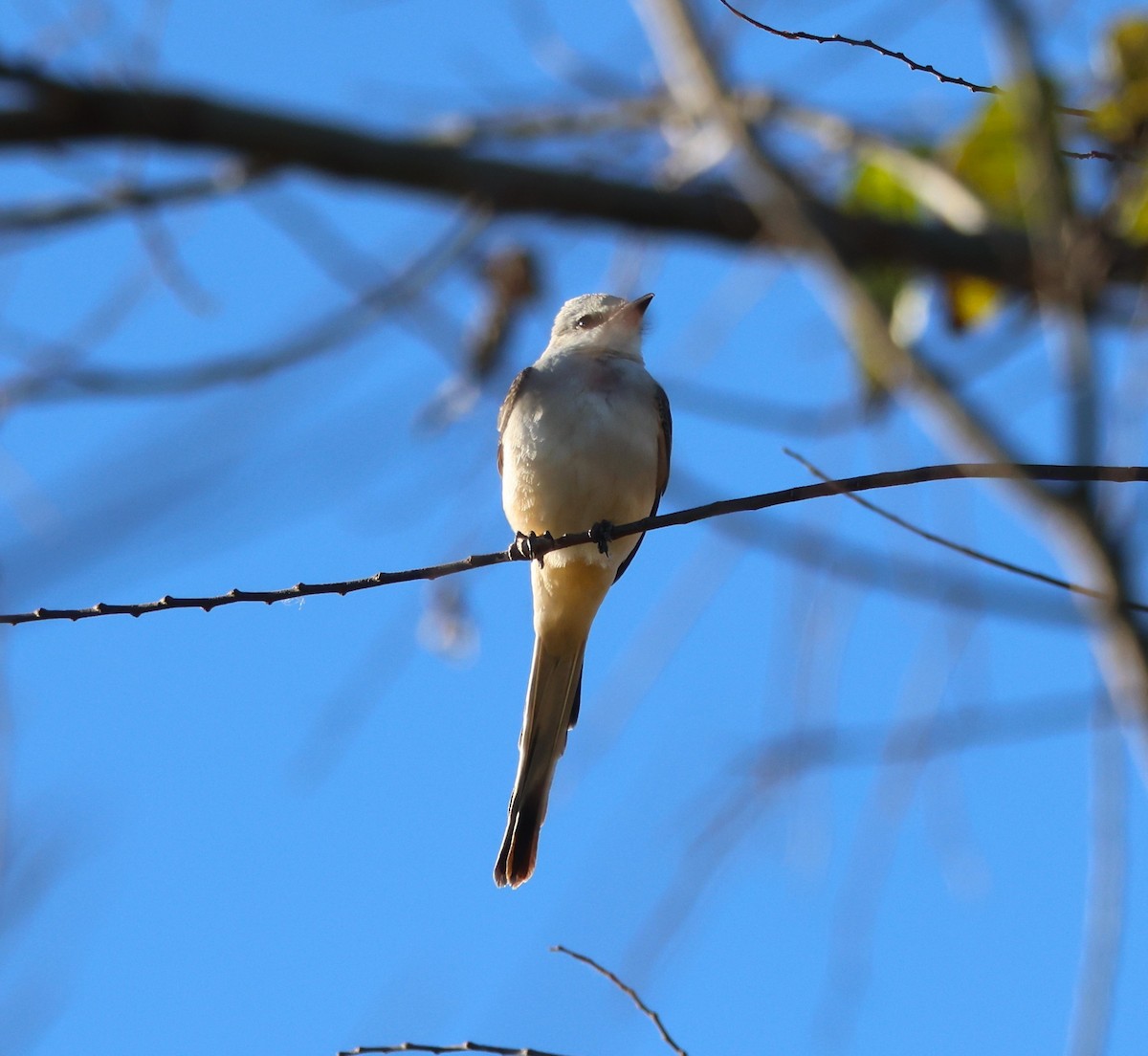 Scissor-tailed Flycatcher - ML646029809