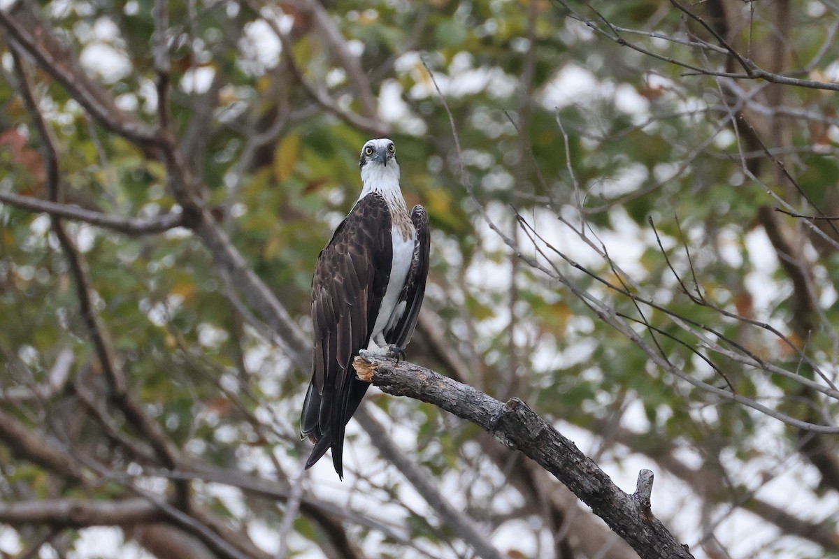 魚鷹 - ML646029810