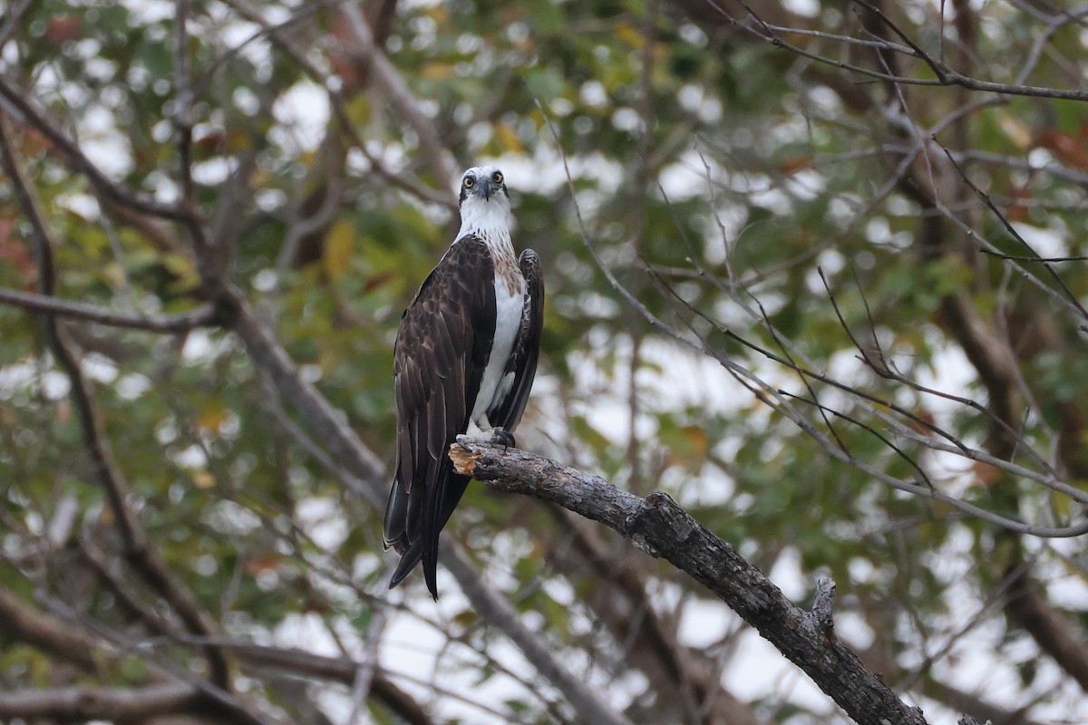 魚鷹 - ML646029811