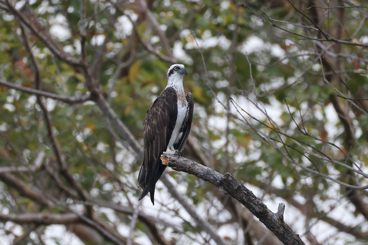 魚鷹 - ML646029812