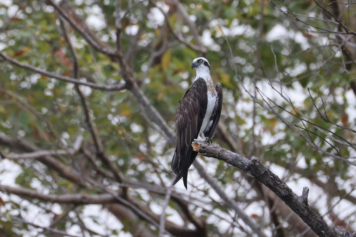 魚鷹 - ML646029813