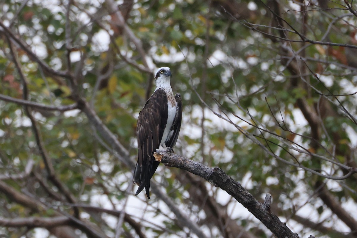 魚鷹 - ML646029814