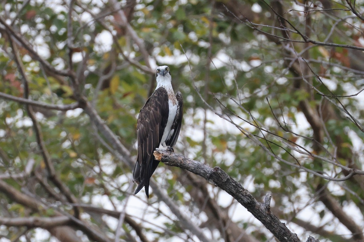 魚鷹 - ML646029815