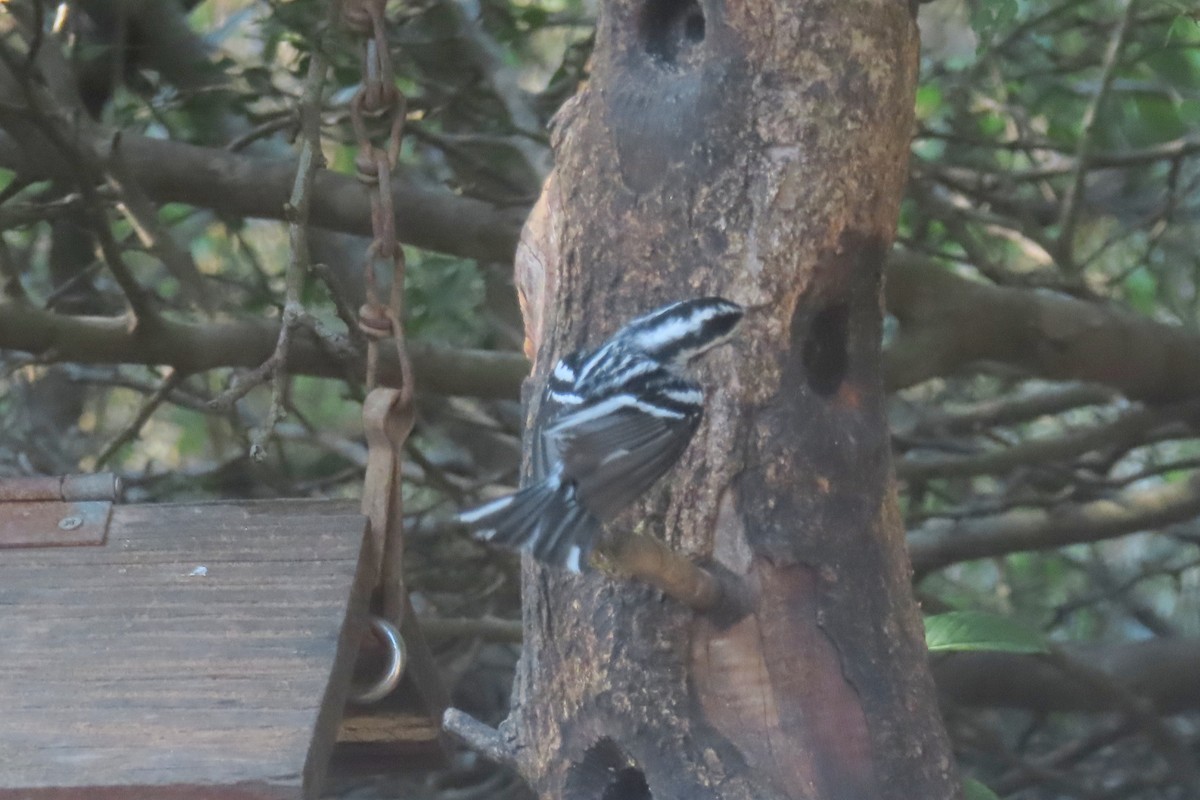 Black-and-white Warbler - ML646029816