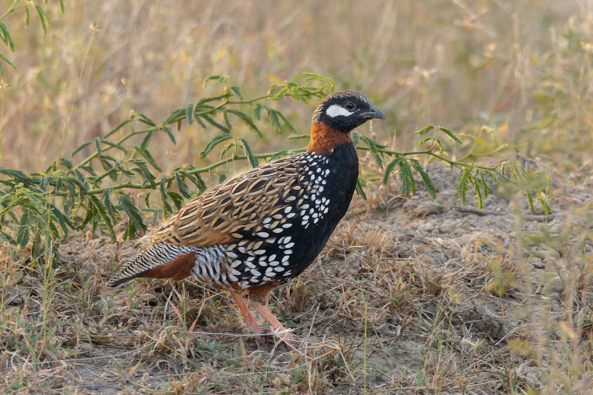 Black Francolin - ML646029817