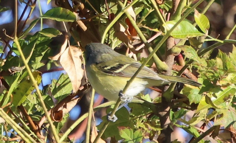 White-eyed Vireo - ML646029823