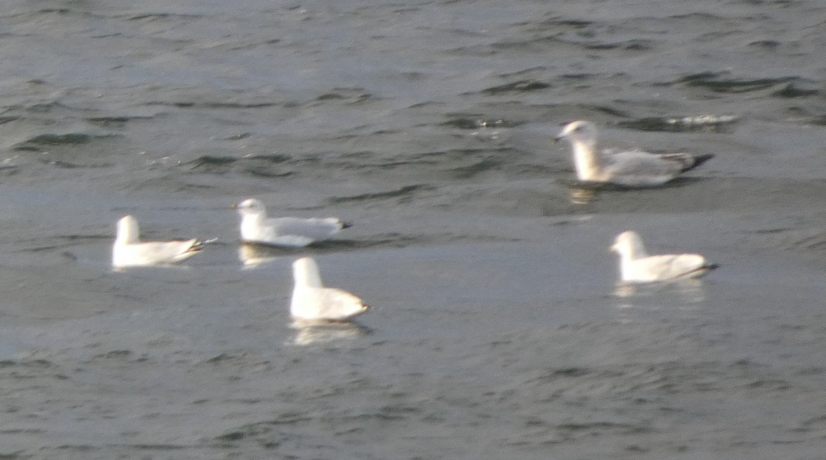 鷗亞科 - ML646029825