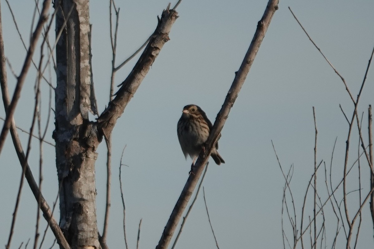 稀樹草鵐 - ML646029827