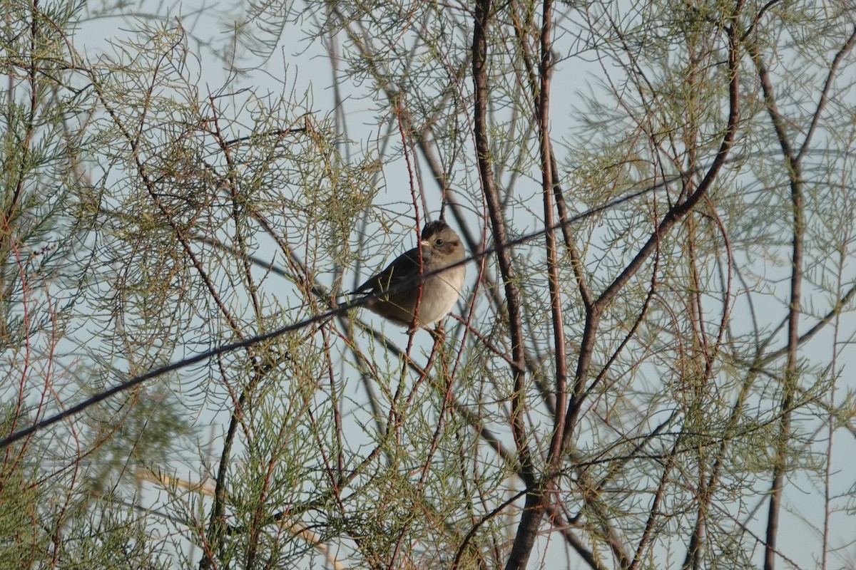 Swamp Sparrow - ML646029830