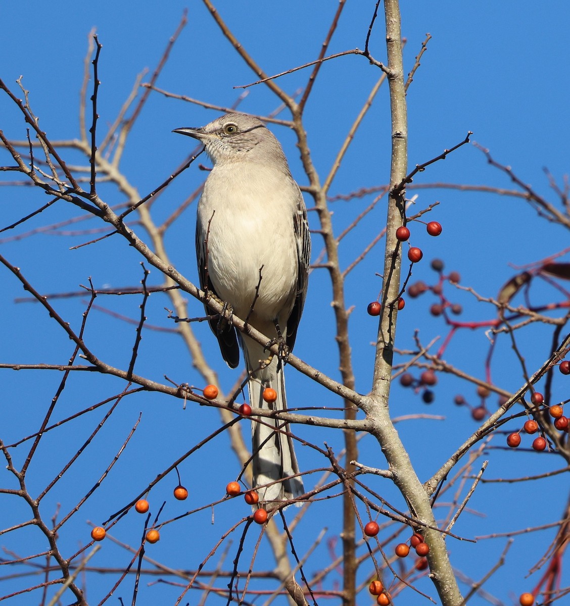 Sinsonte Norteño - ML646029840