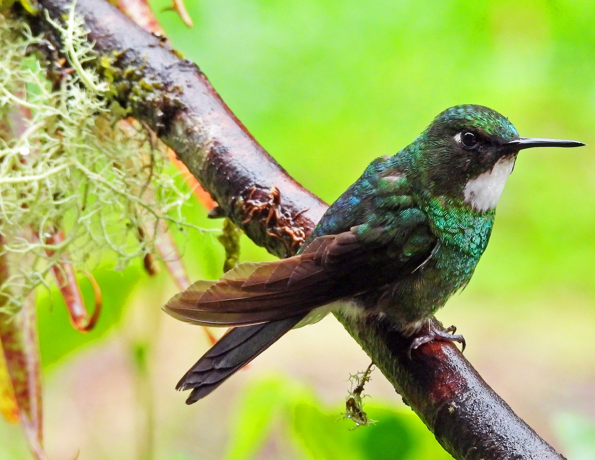 Tourmaline Sunangel - ML646029842