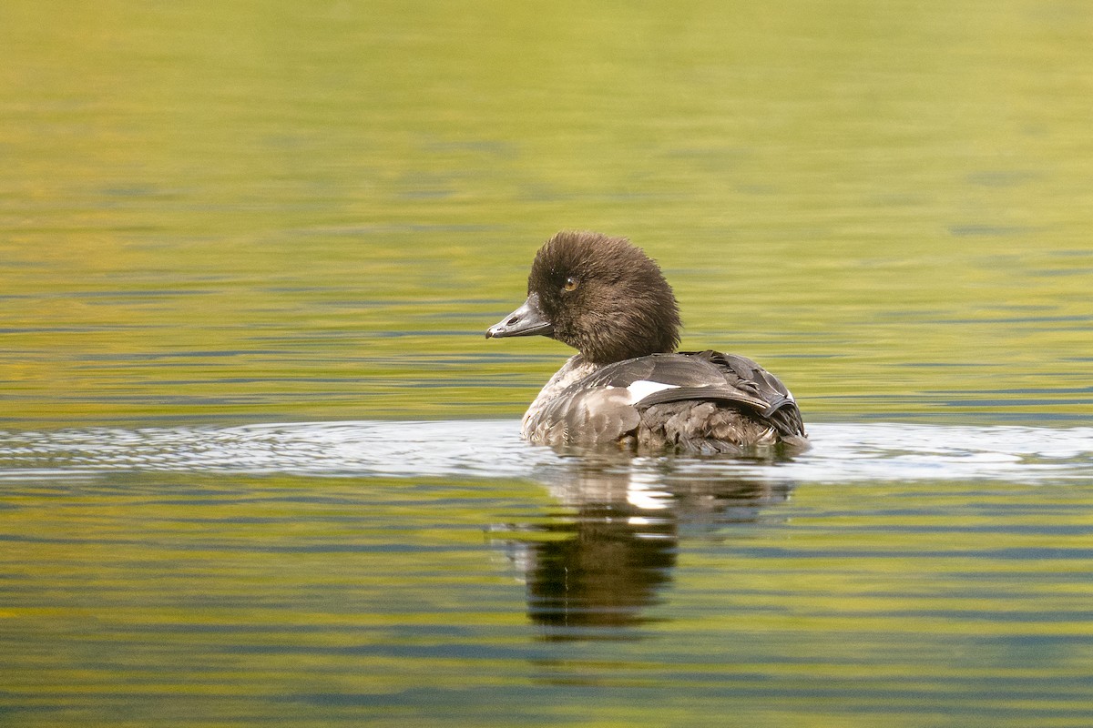 キタホオジロガモ - ML646029843