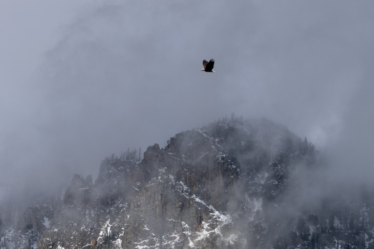 Pygargue à tête blanche - ML646029845