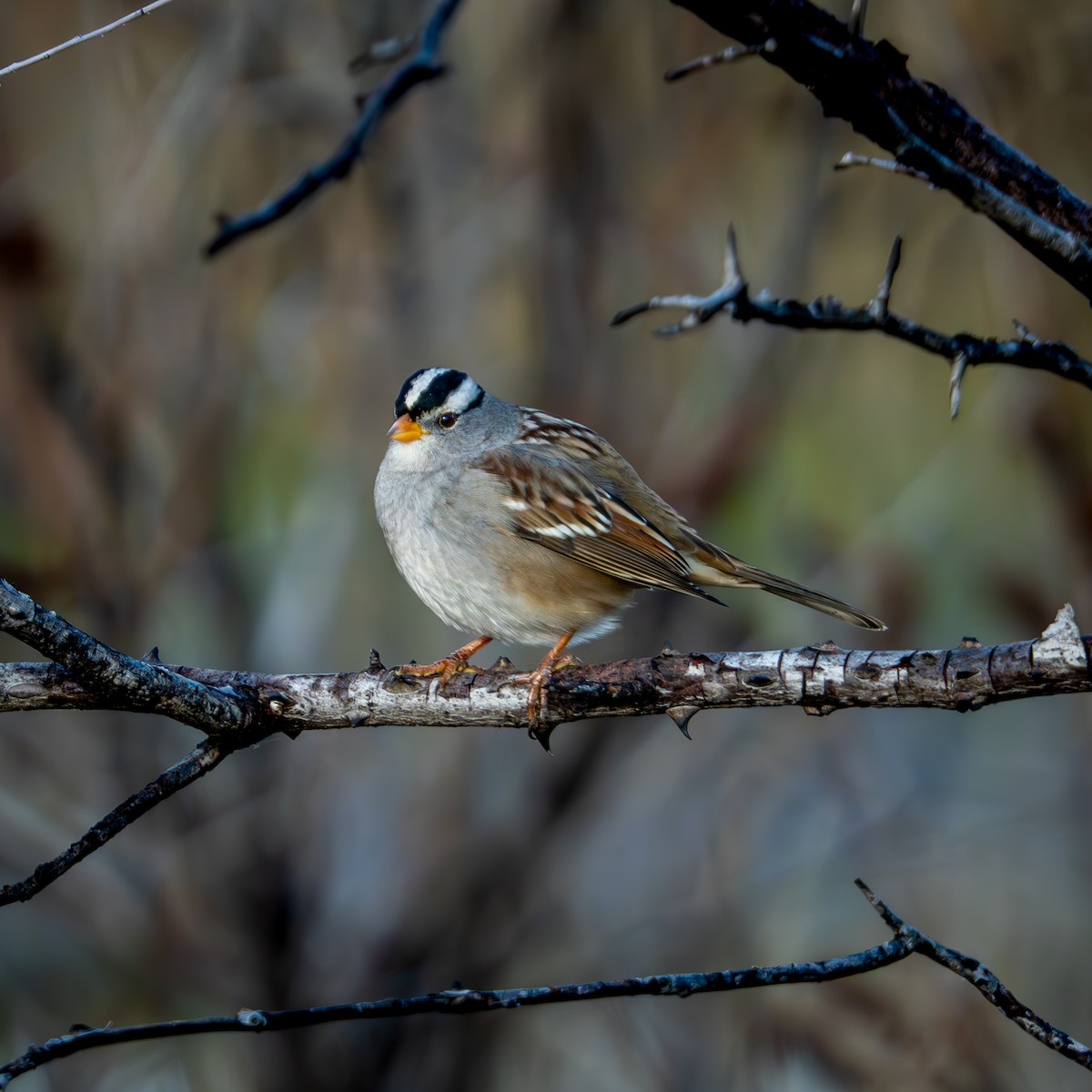 Porsuk Serçesi - ML646029848