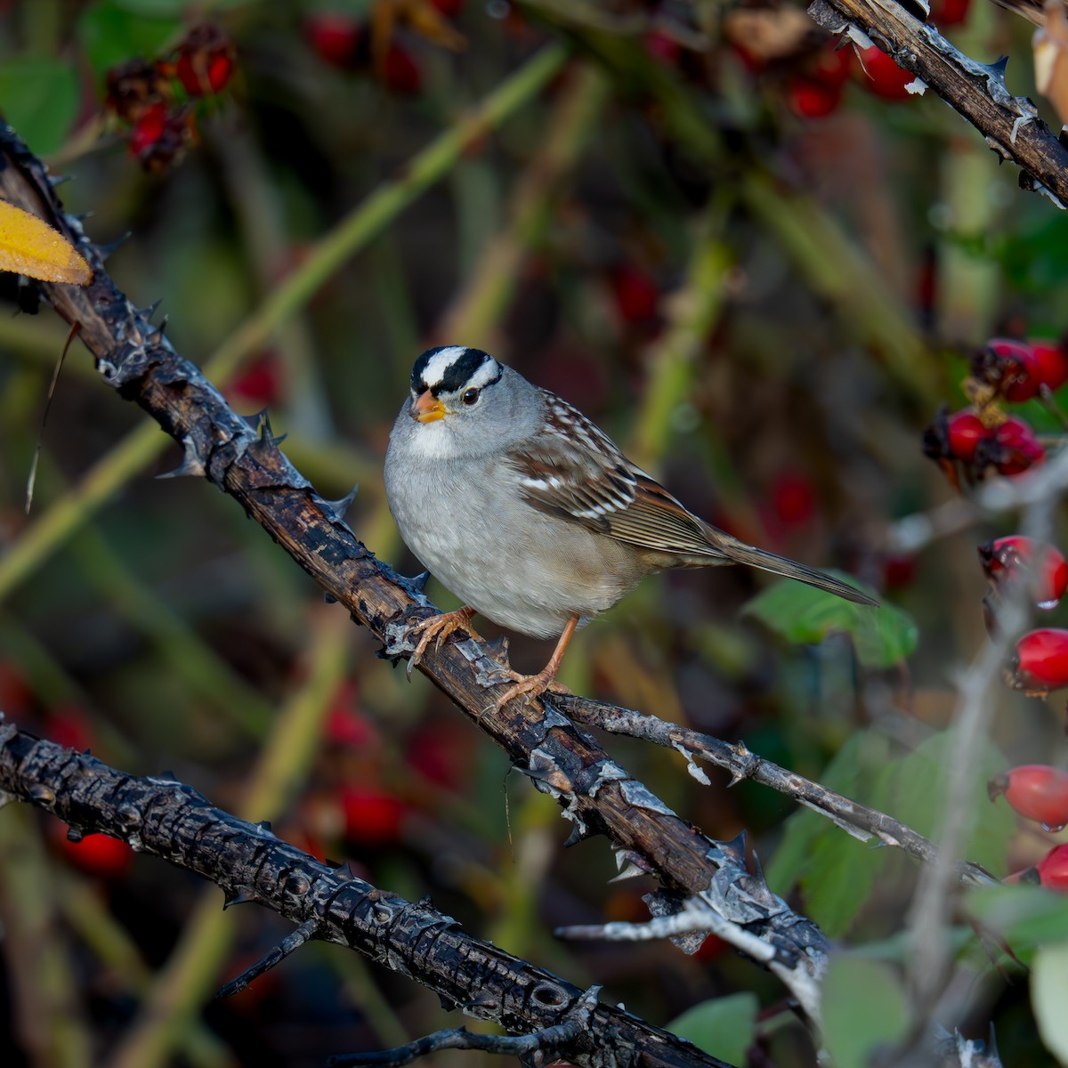 Porsuk Serçesi - ML646029849