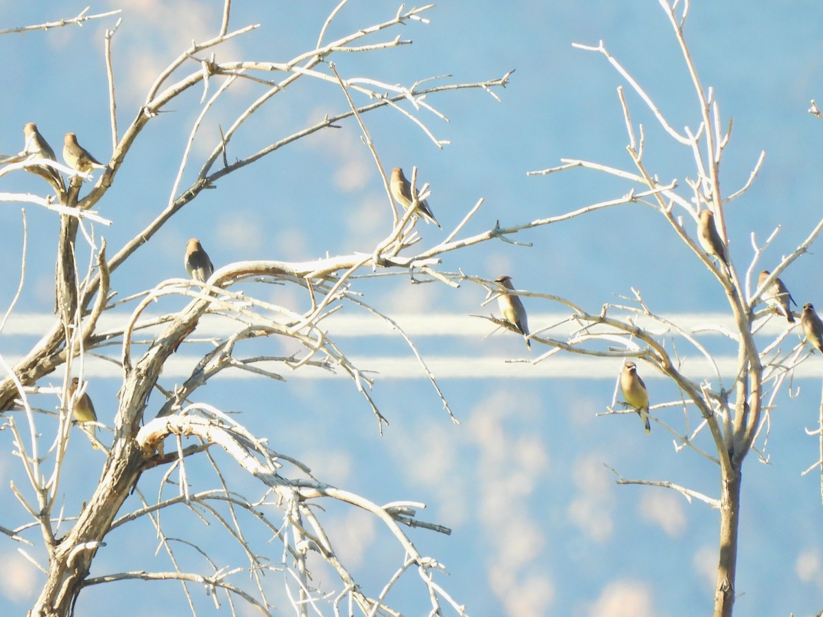 ציצנית אמריקנית - ML646029852