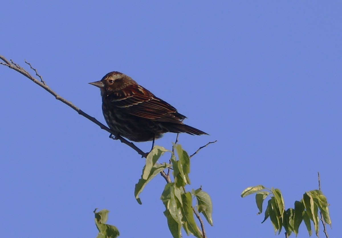 Red-winged Blackbird - ML646029855