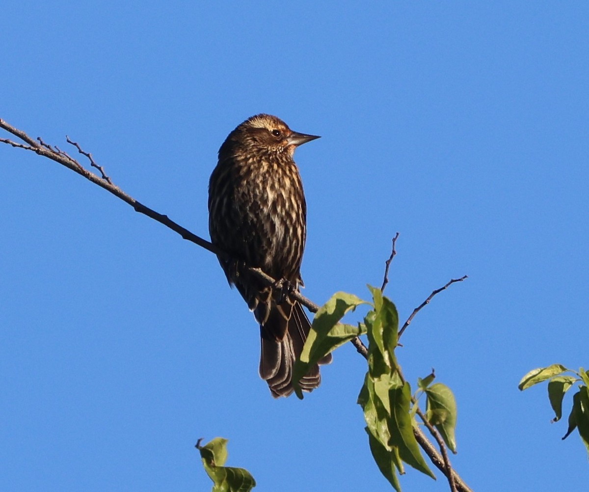 Red-winged Blackbird - ML646029856