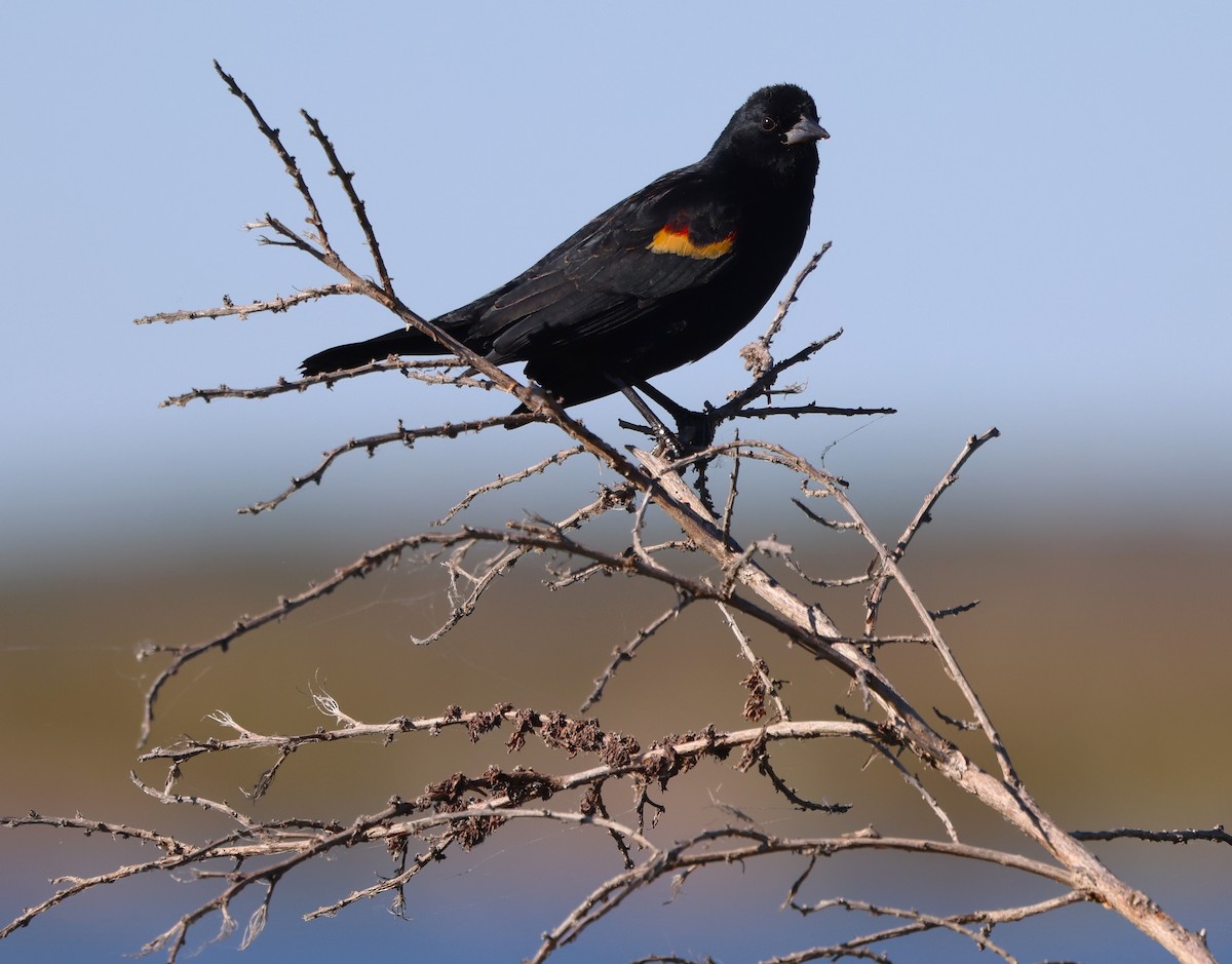 Red-winged Blackbird - ML646029857