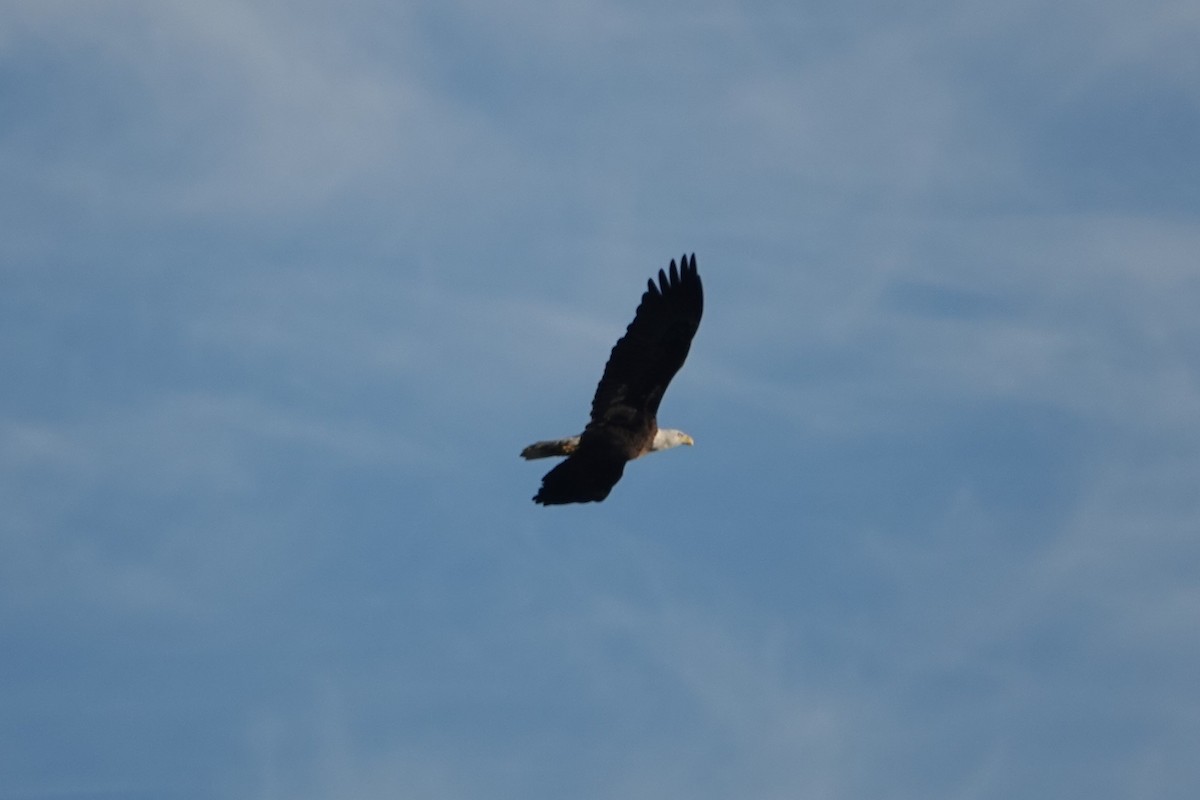 Pygargue à tête blanche - ML646029873