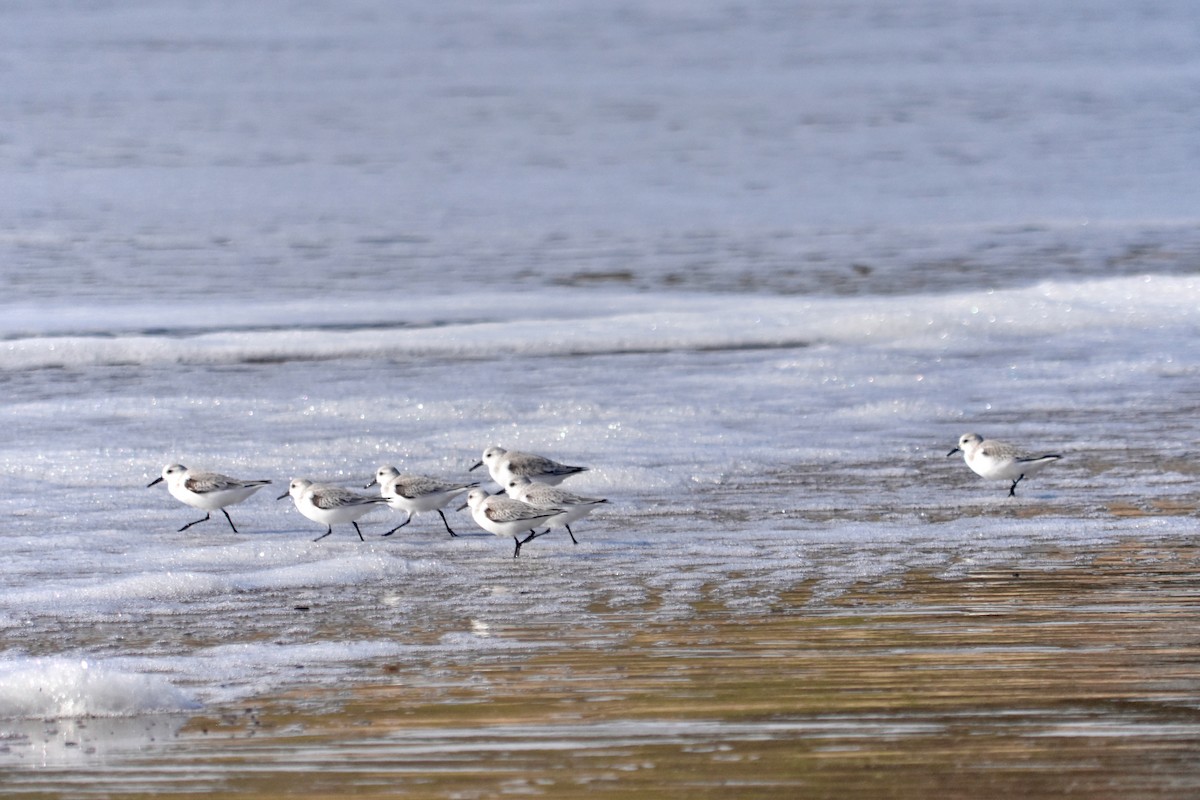 Песчанка - ML646029875