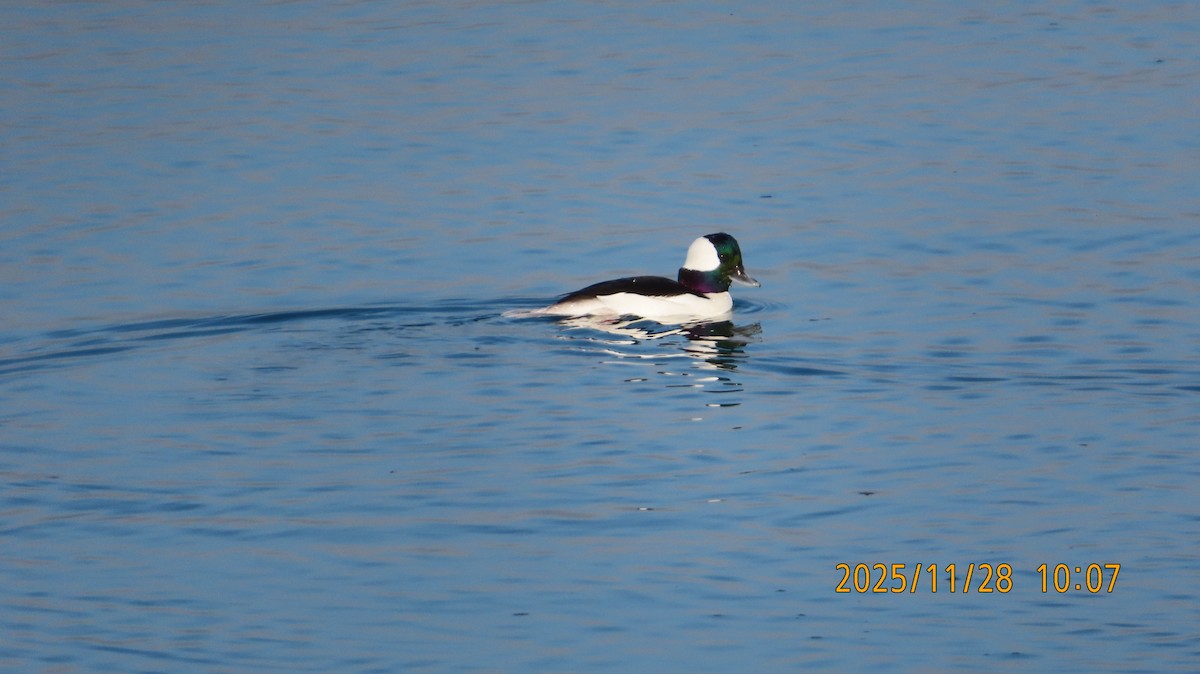 Гоголь-головастик - ML646029876