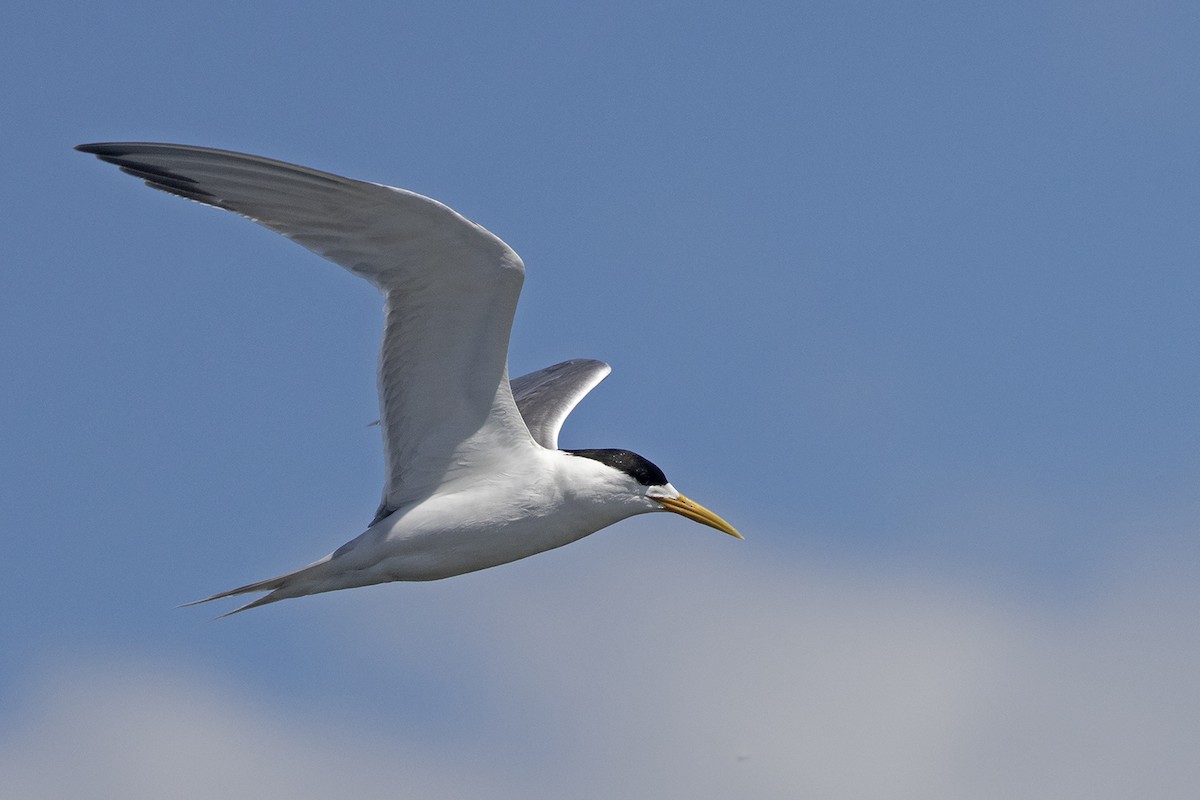 Хохлатая крачка - ML646029880