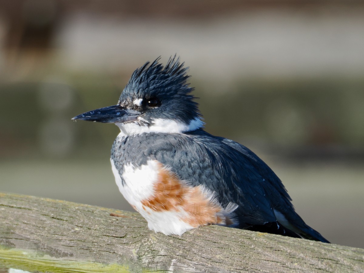 Опоясанный зимородок - ML646029881