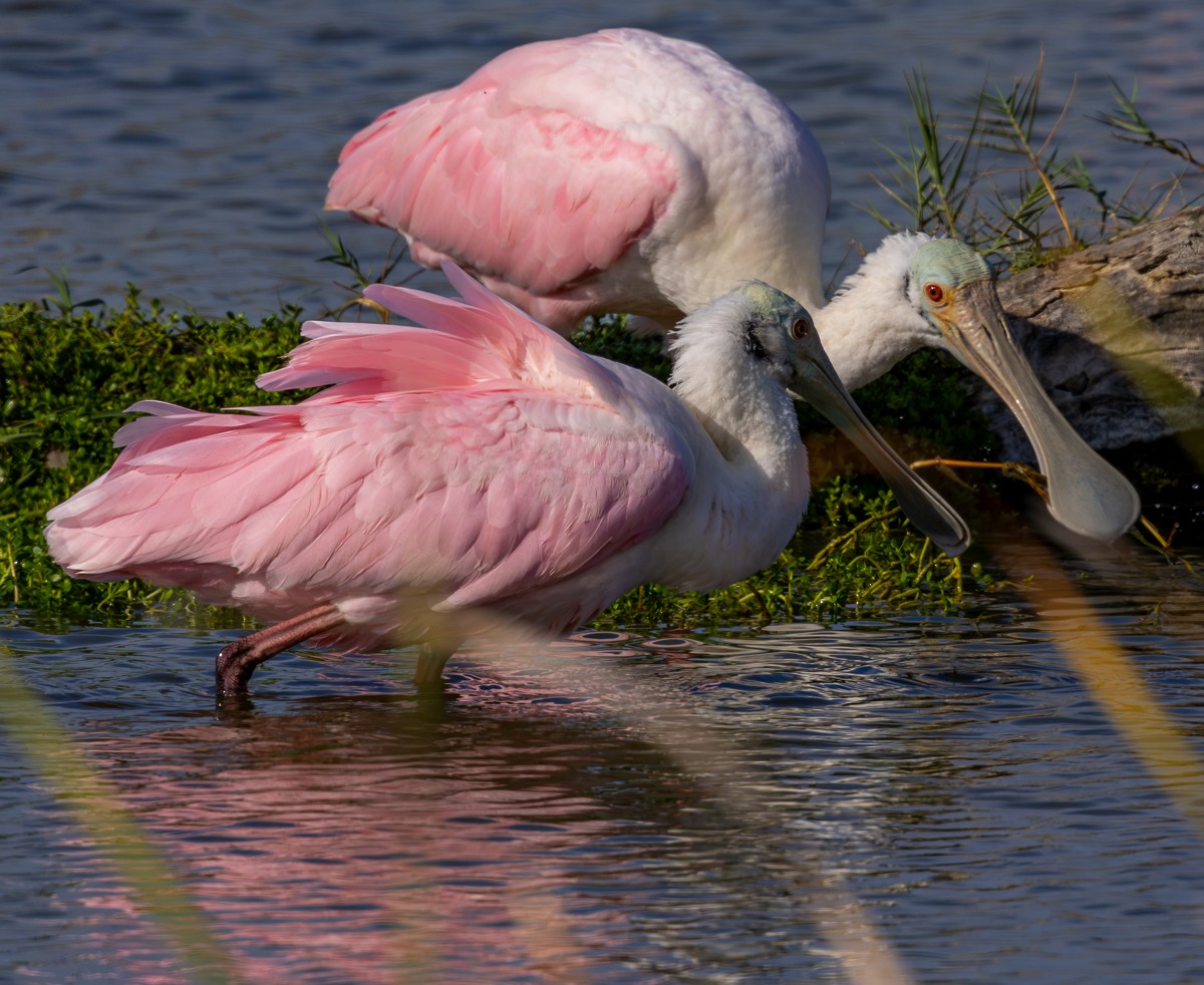 Розовая колпица - ML646029882