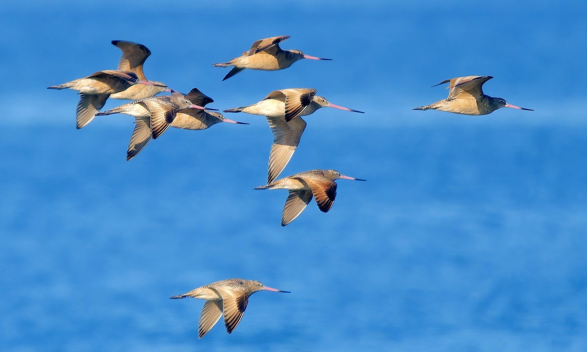 Пятнистый веретенник - ML646029883