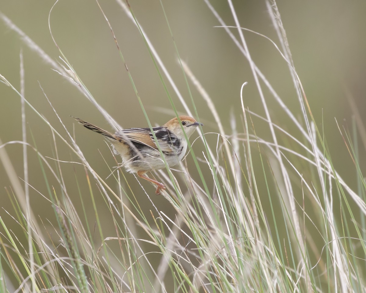 Мухоловковая цистикола - ML646029884