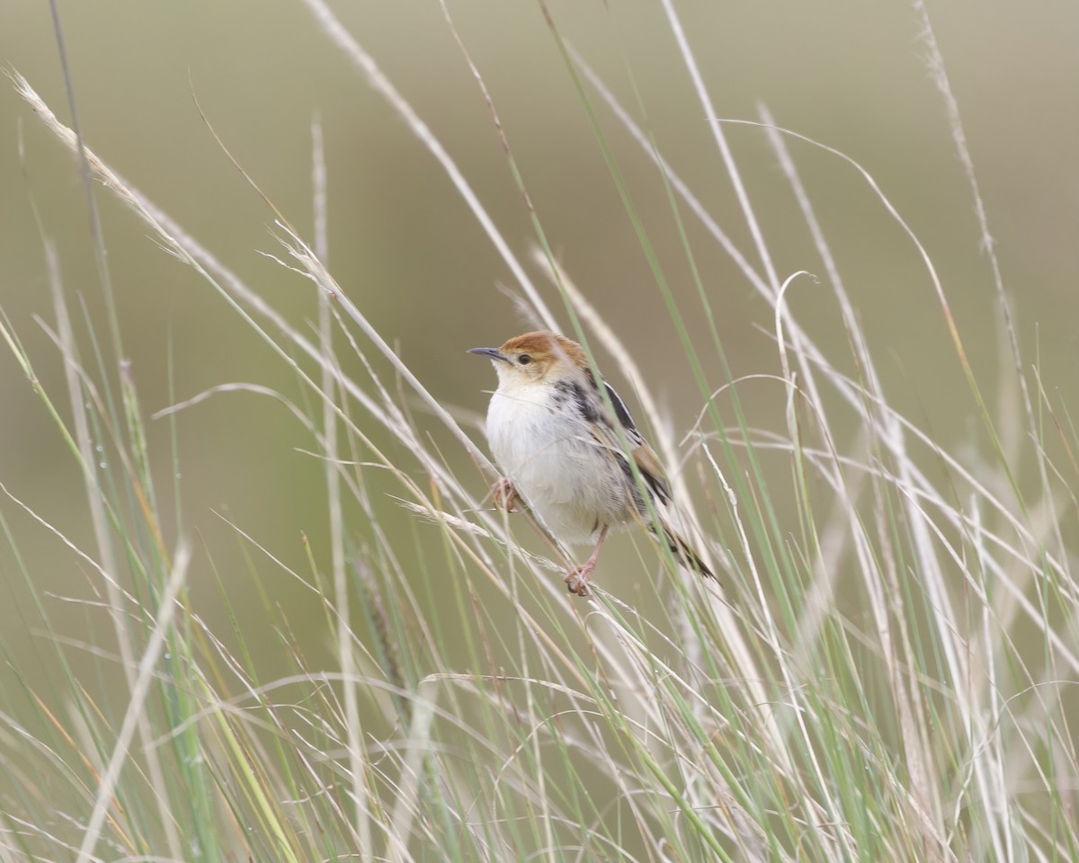 Мухоловковая цистикола - ML646029885