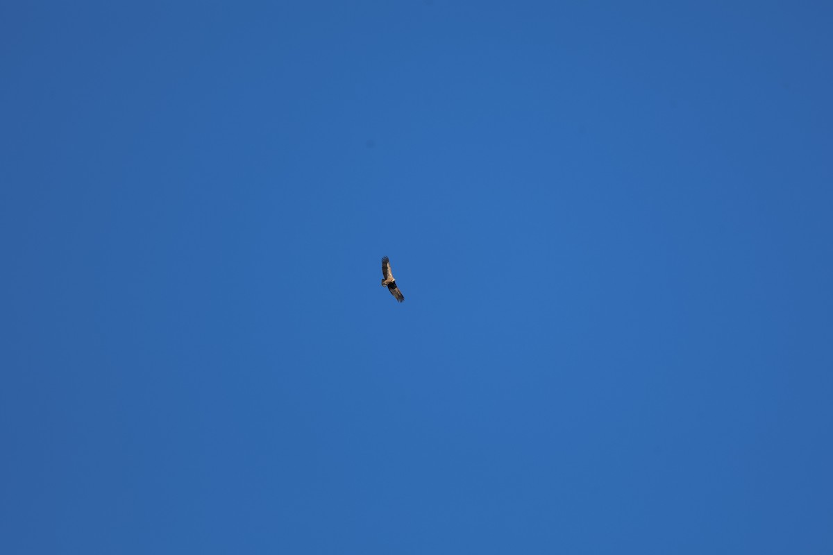 Белоголовый сип - ML646029886