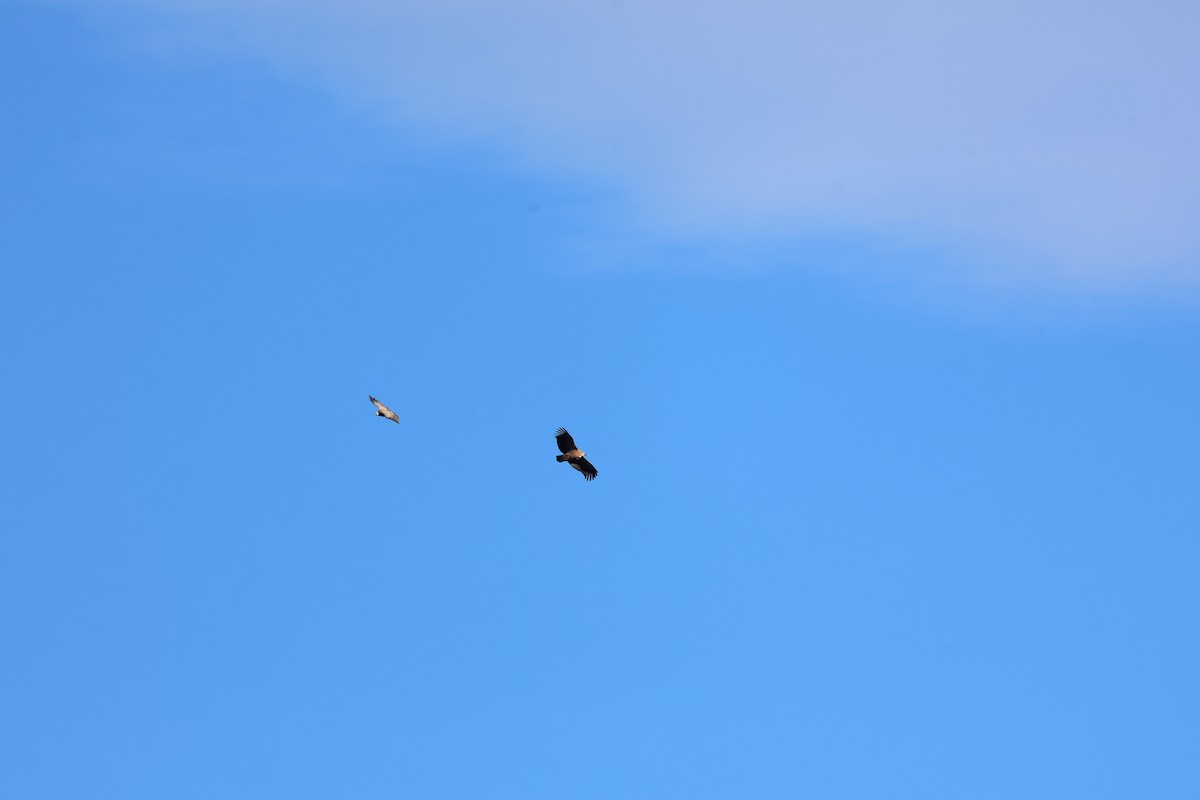 Белоголовый сип - ML646029887