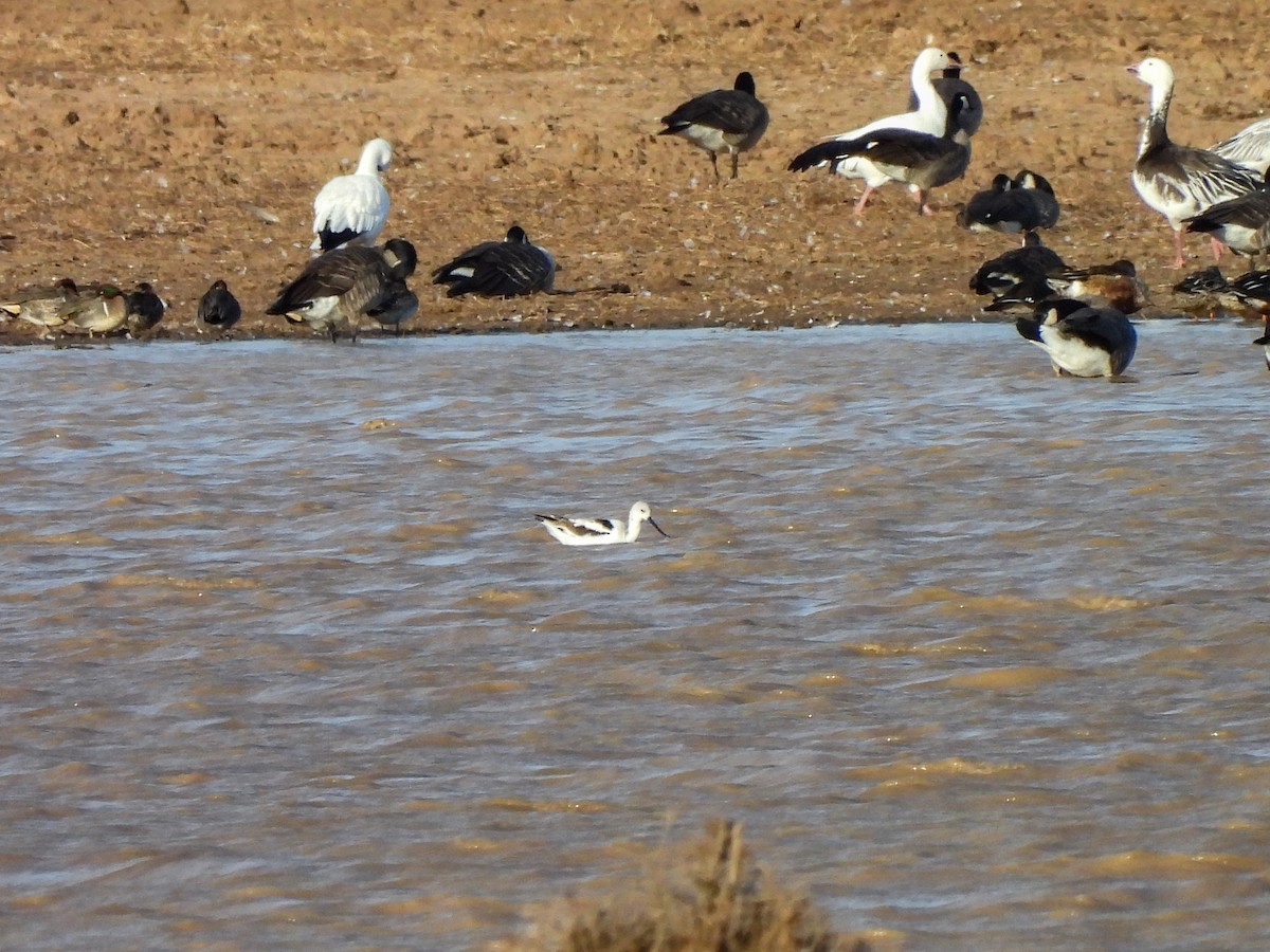 Американская шилоклювка - ML646029888