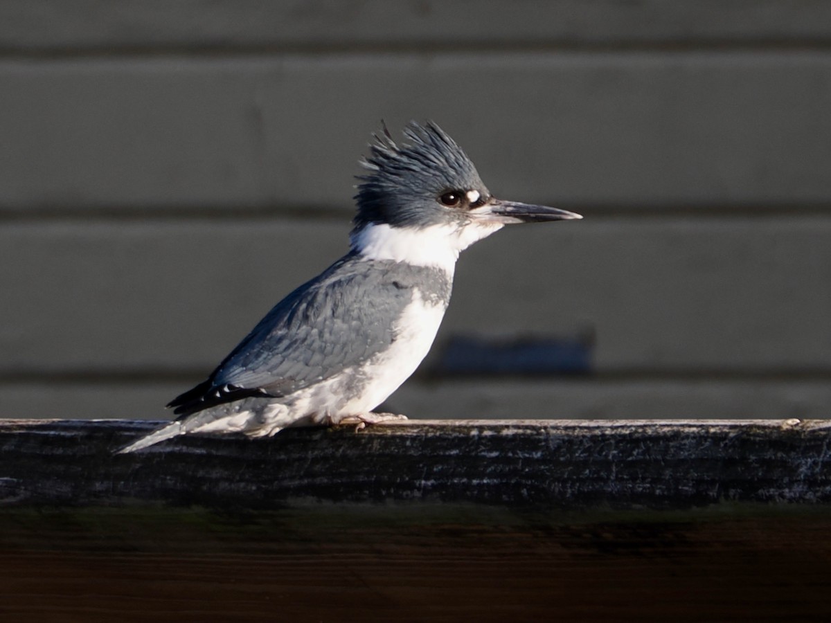 Опоясанный зимородок - ML646029889