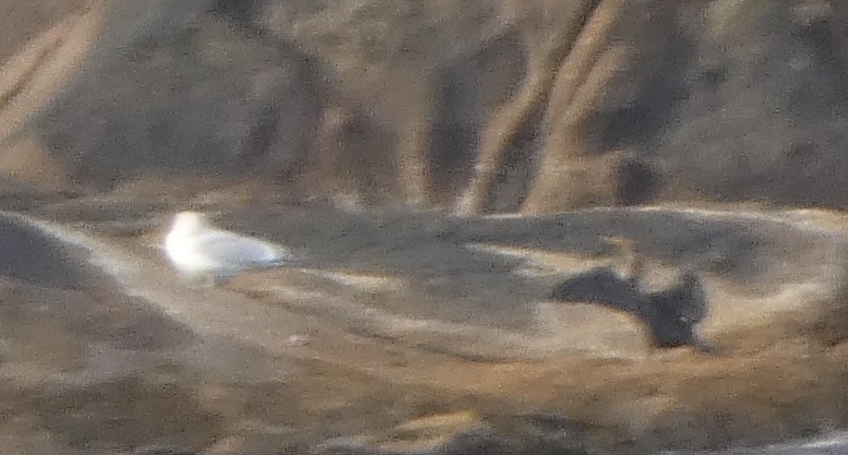 Ушастый баклан - ML646029890