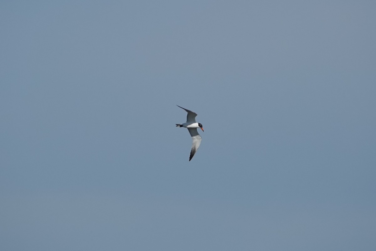 Чеграва - ML646029891